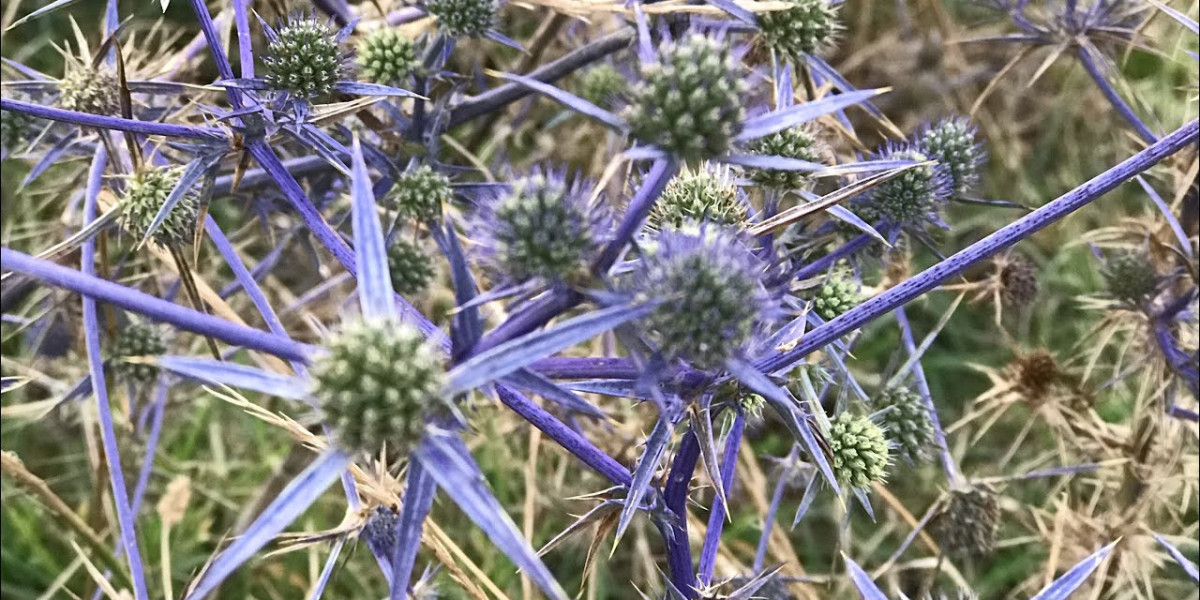 Kars’ın Dikenli Şifası: Boğa Dikeni
